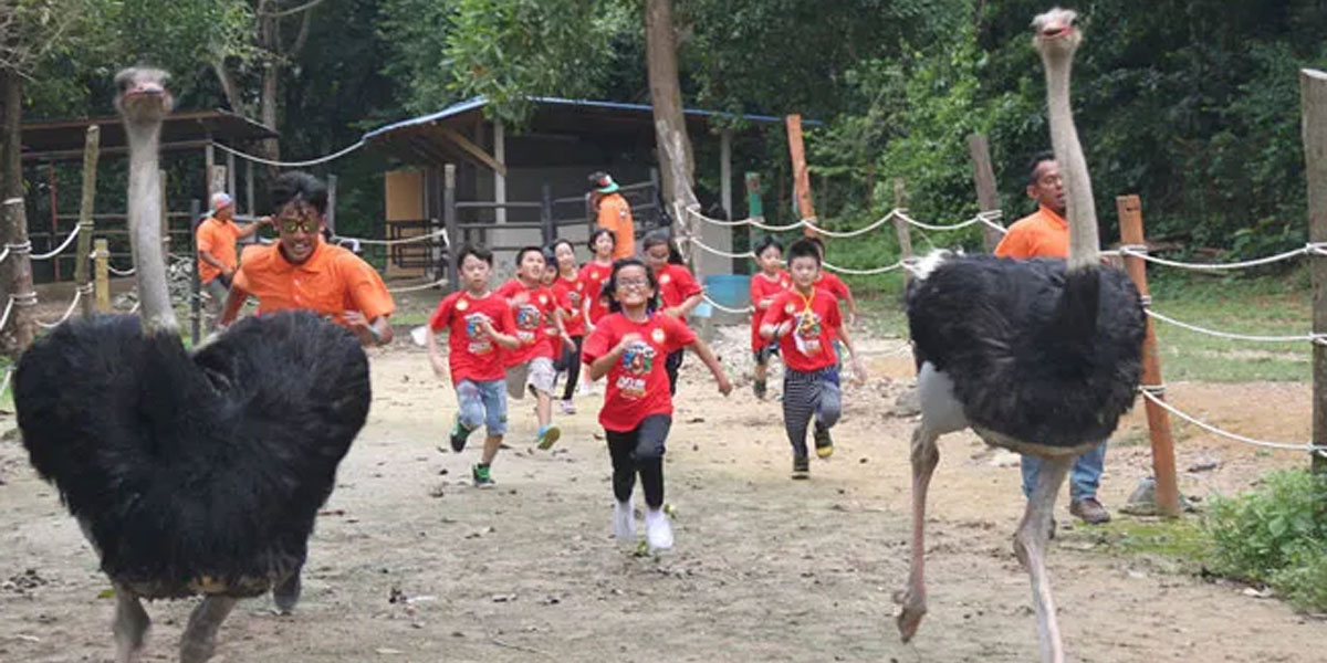 波德申鸵鸟农场 PD Ostrich Show