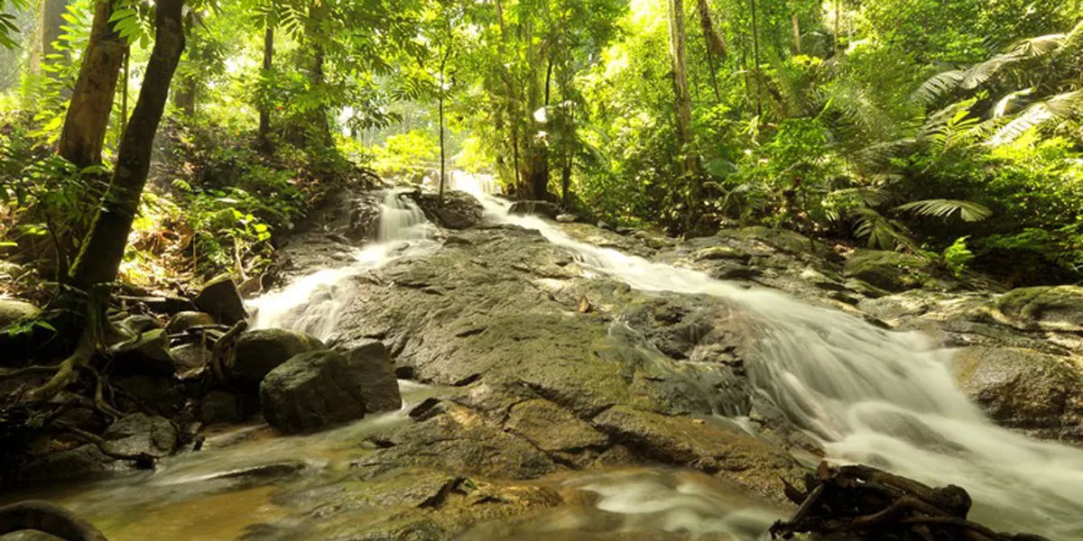 咖啡山（Bukit Nanas Forest Reserve）