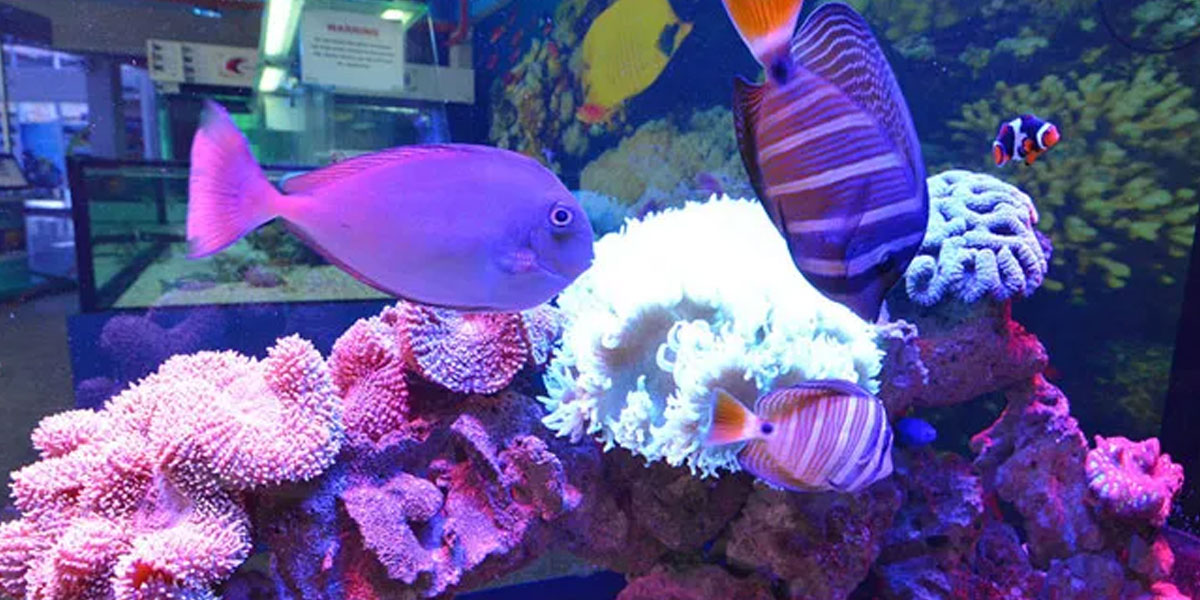 直落甘榜赏鱼水族馆 Pusat Ikan Hiasan Teluk Kemang