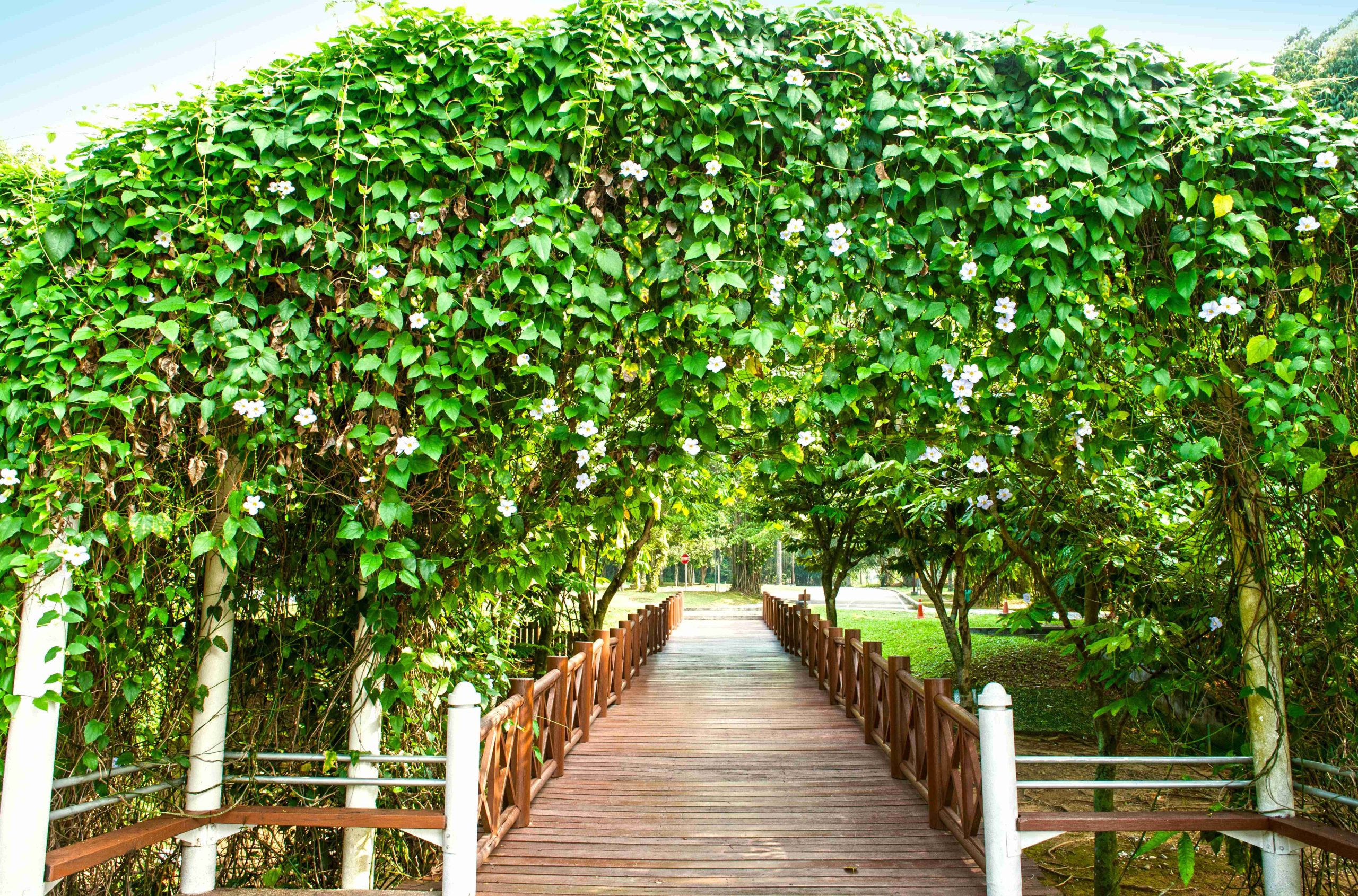布城湿地公园 Putrajaya Wetlands Park